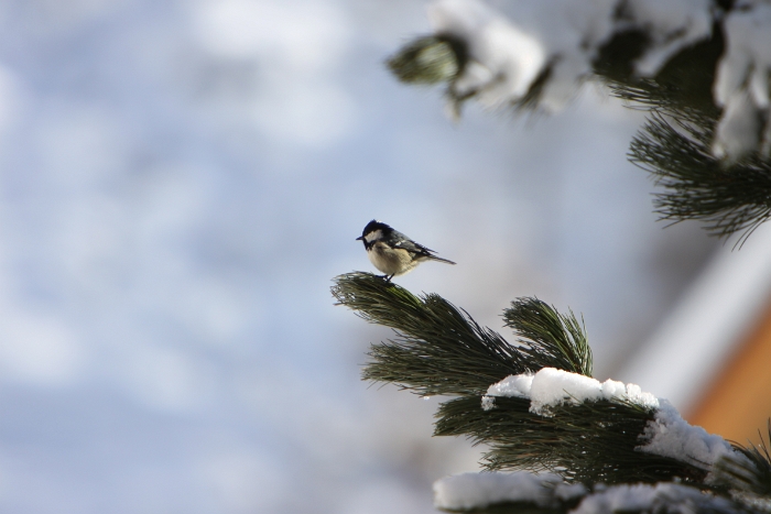 Oiseaux a Saas-Almagell - 009